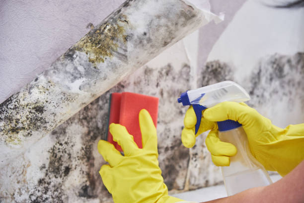 Professional Mold Removal in Sea Bright, NJ